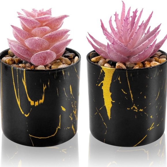 2 Plants Succulents Beautiful Home Decor - Picture 5 of 5